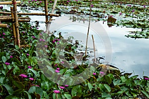 The beauty of the red lotus in the lake .