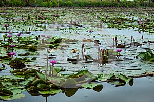 The beauty of the red lotus in the lake .