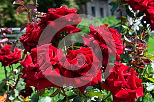 Beauty red roses on the lawn in the city park