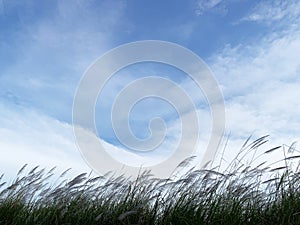 The beauty of the reed grass is blown by the wind
