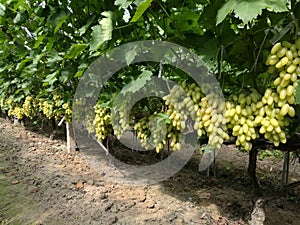 Beauty refers to grapes photo