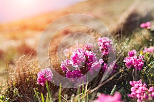 Beauty rhododendron flowers in high mountains