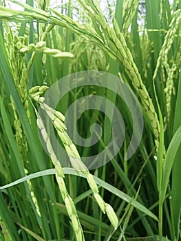 the beauty of rice that wants to become rice, and the beauty of green leaves