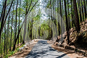 The beauty of Road on the hills of Lansdowne with Deodar trees. Pine Trees on the side of roads of Lansdowne, Uttrakhand India photo