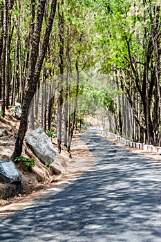 The beauty of Road on the hills of Lansdowne with Deodar trees. Pine Trees on the side of roads of Lansdowne, Uttrakhand India photo