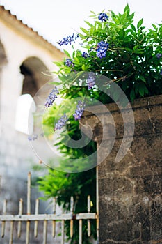 Beauty rooted in the large wisteria trellis