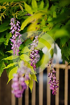 Beauty rooted in the large wisteria trellis