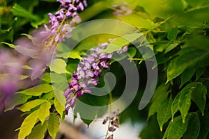 Beauty rooted in the large wisteria trellis