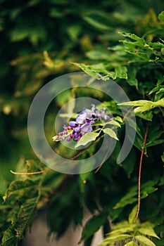 Beauty rooted in the large wisteria trellis