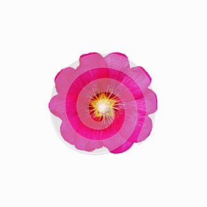 Beauty Rose mallow isolated on white background. Vivid pink Hibiscus moscheutos wild flower close up