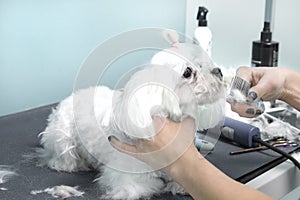 Beauty salon for animals. Feminine hands are combing the fur of the Maltese breed.
