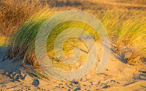 Beauty of sand and plants