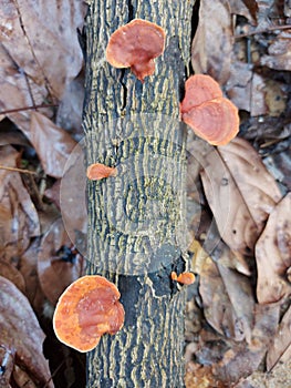 The beauty of saprobic mushrooms clinging to wood.