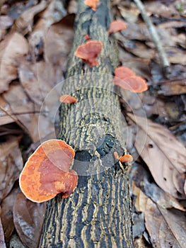 The beauty of saprobic mushrooms clinging to wood.