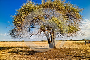 the beauty of the savanna of Baluran National Park in the afternoon, Situbondo, East Java, Indonesia