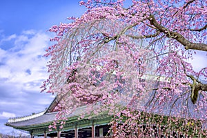 Beauty of Sherry blossoms at Gyeongbokgung palace,South Korea