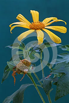 The beauty of shrub sunflower or tree marygold flowers that are in perfect bloom with their bright yellow color.