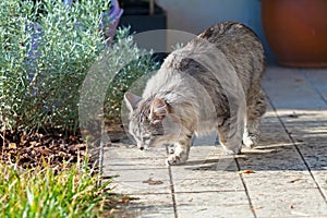 Beauty silver cat in a garden, siberian breed