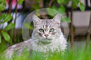 Beauty silver cat with long hair in a garden