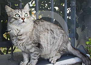 Beauty silver cat outdoor. Silver female siberian kitten