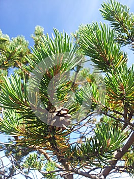 Beauty in the simple, a bump on a branch