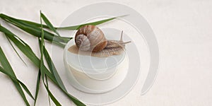 Beauty skin care, snail mucin-based cosmetics