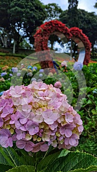 The beauty of slecta garden photo