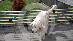 The beauty of slow motion - a dog jumping over the fence in a modern city