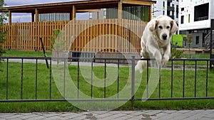 The beauty of slow motion - a dog jumping over the fence in a modern city