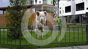 The beauty of slow motion - a dog jumping over the fence in a modern city