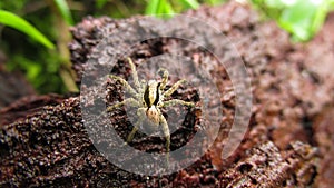 Beauty Small Spider in the tree