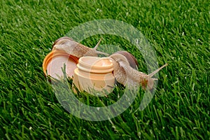 Beauty, snail mucin body care cosmetics. moisturizer for skin with snails on green grass close-up