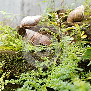 The beauty of snails in nature