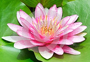 beauty soft petal blooming fresh pink lotus yellow petals flower isolated circle green leaves background in pond. multi layer