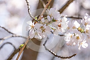 beauty soft pink Japanese cherry blossoms flower or sakura bloomimg on the tree branch. Small fresh buds and many petals layer