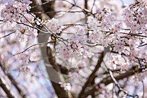 beauty soft Pink Japanese cherry blossoms flower or sakura bloomimg on the tree branch. Small fresh buds and many petals layer