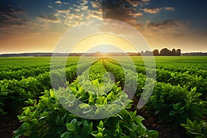 the beauty of a soybean plantation in full growth, with healthy green plants stretching across the field. The composition