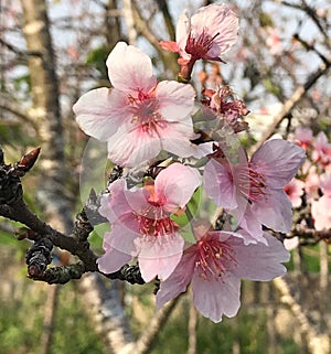 The beauty of spirits Sakura flower language