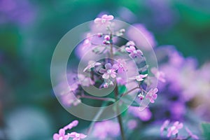 Beauty of spring flowers, violet floral background