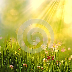 Beauty spring and summer landscape with fresh daisy flowers