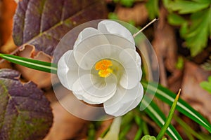 Beauty of spring, white safran flower.