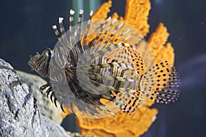 The beauty strippes of a Lionfish