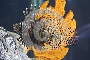 The beauty strippes of a Lionfish