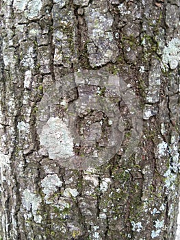 The beauty of the structure of pine bark