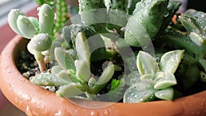 Beauty succulent mix in water drops closeup. Home mini garden in water spray