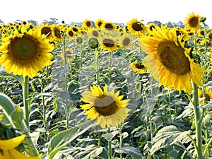 The beauty of Sunflower photo