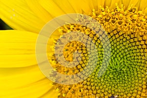 Peaceful Upclose Sunflower Seed Maze