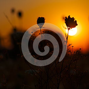 Beauty sunset on the meadow