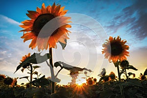 Beauty sunset over sunflowers field