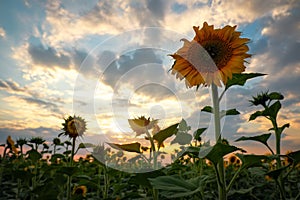 Beauty sunset over sunflowers field